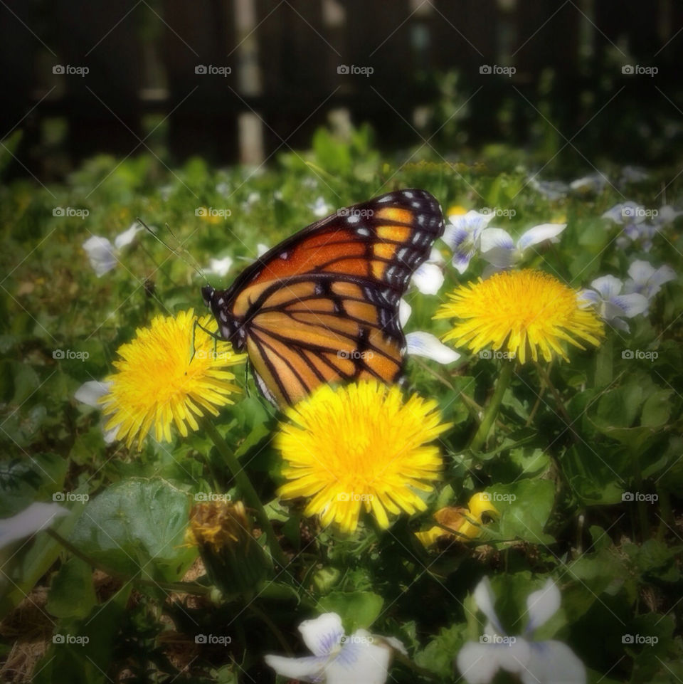 flowers nature outdoors butterfly by Quincy