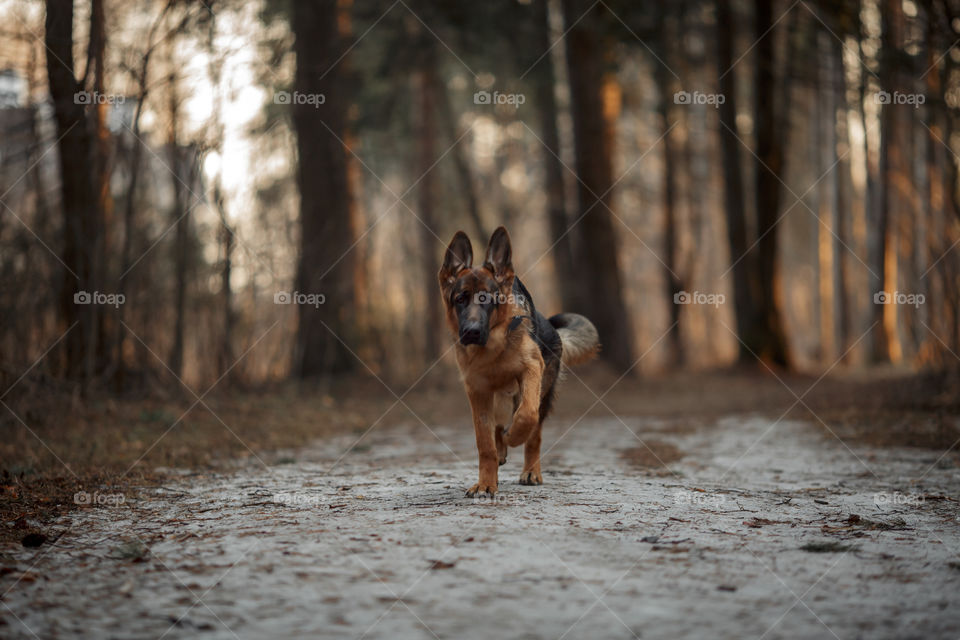 German shepherd 8-th months puppy in a spring forest