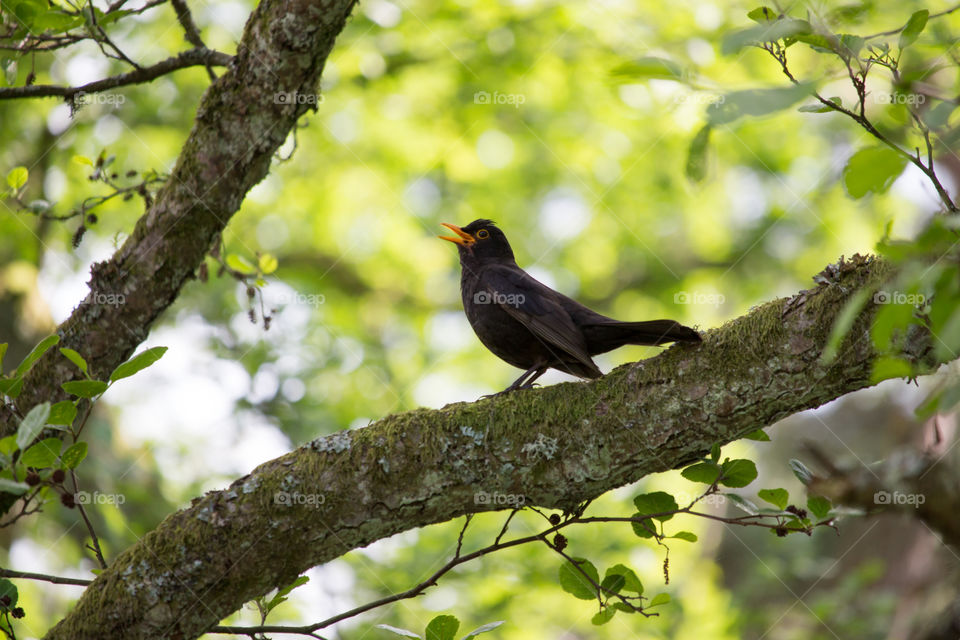 Black bird singing in the forest on a beautiful day in June 