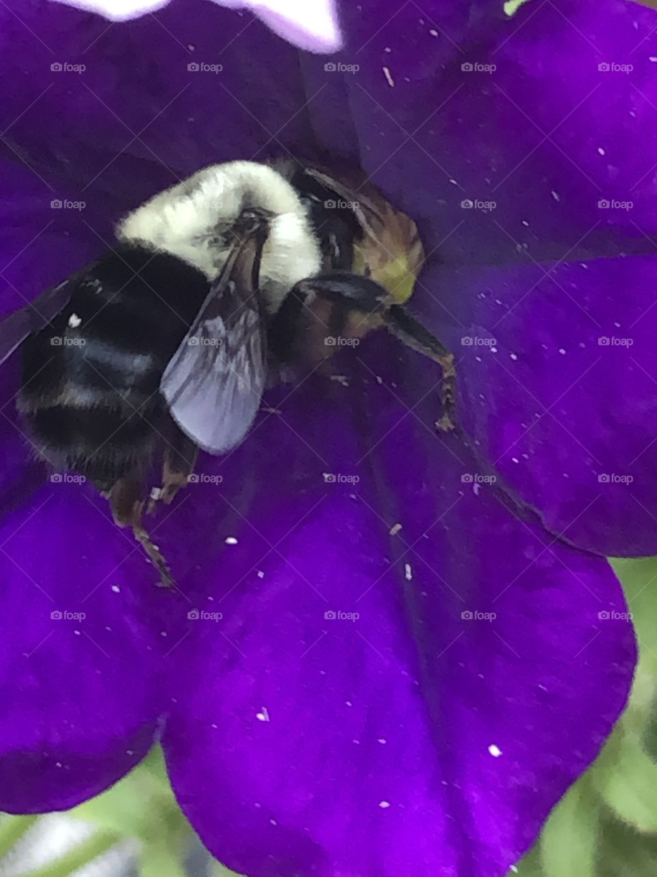 Bumble bee purple flower 