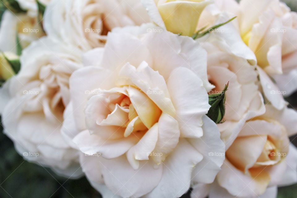 White roses in the garden 