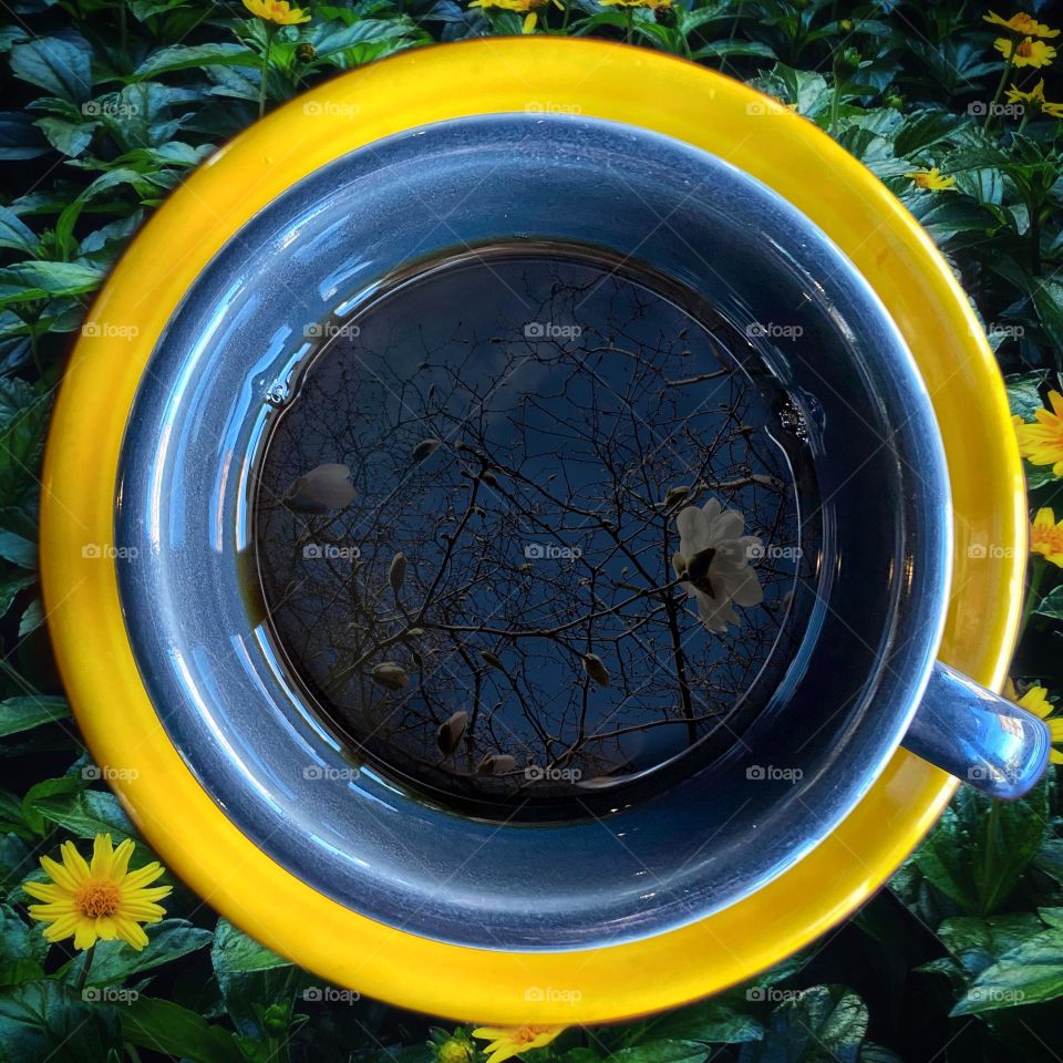 Magnolia blossoms reflected in a cup of coffee resting on a patch of yellow daisies 