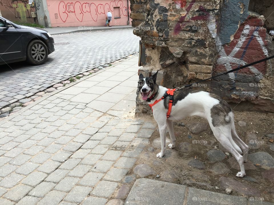 Dog, Canine, Street, Mammal, Pet