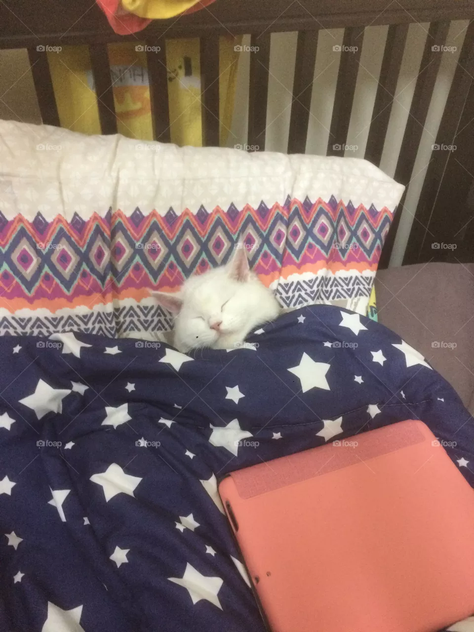 My cat