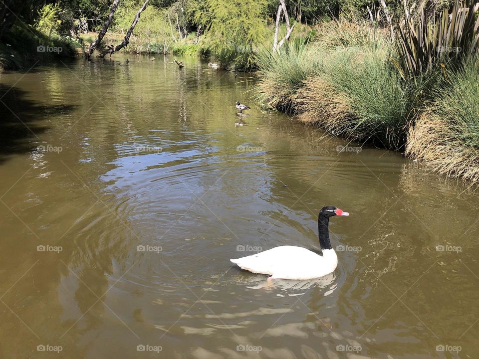 Swans on the lake