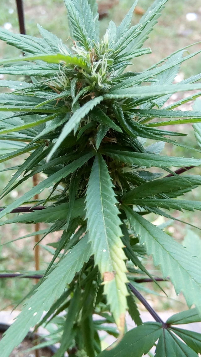 Weed