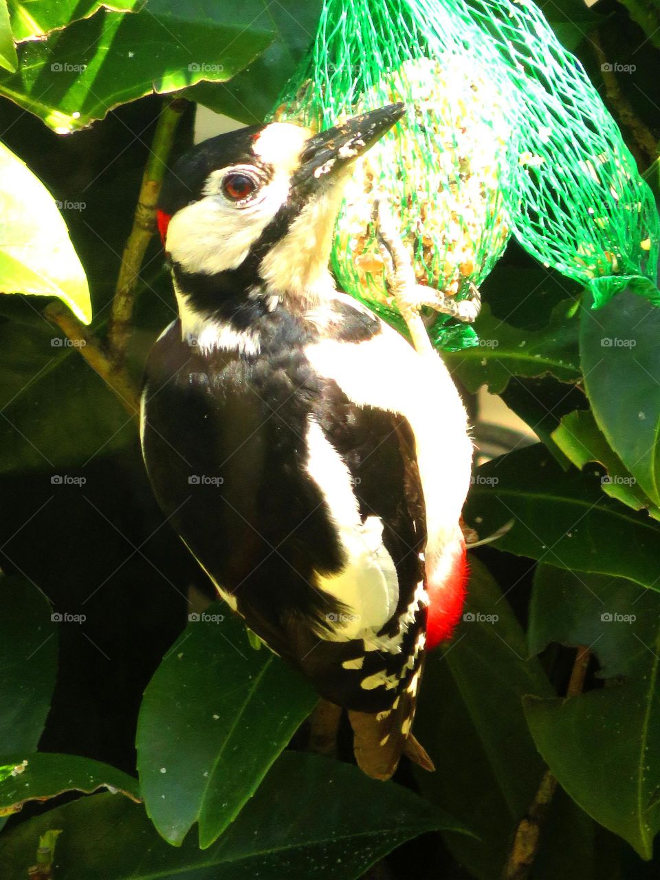 Close-up of woodpecker