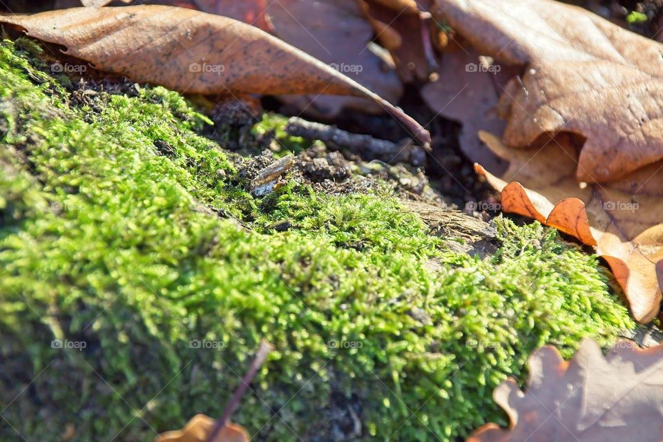 green moss on tree trunk