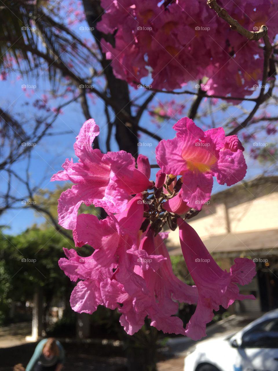 #NOfilter - Essa época nos permite cliques maravilhosos como esse: as #flores do #ipê roxo! Ou esse seria #rosa?