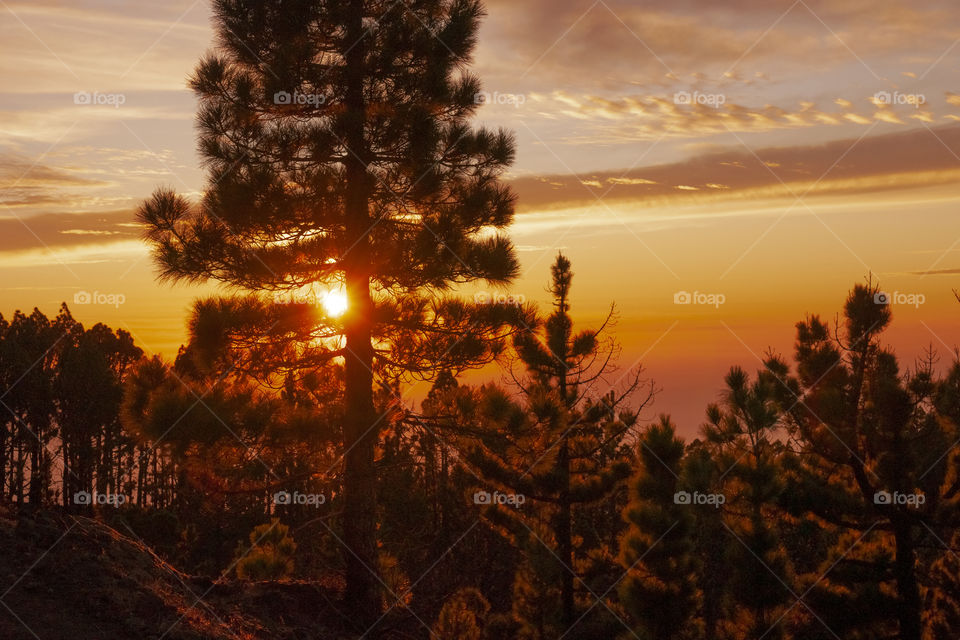 Amazing sunset. Sun's rays through the pines. La Palma Island, Canary Islands, Spain.