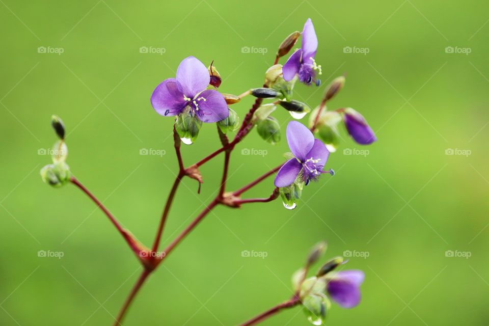 Indian grass flowers.