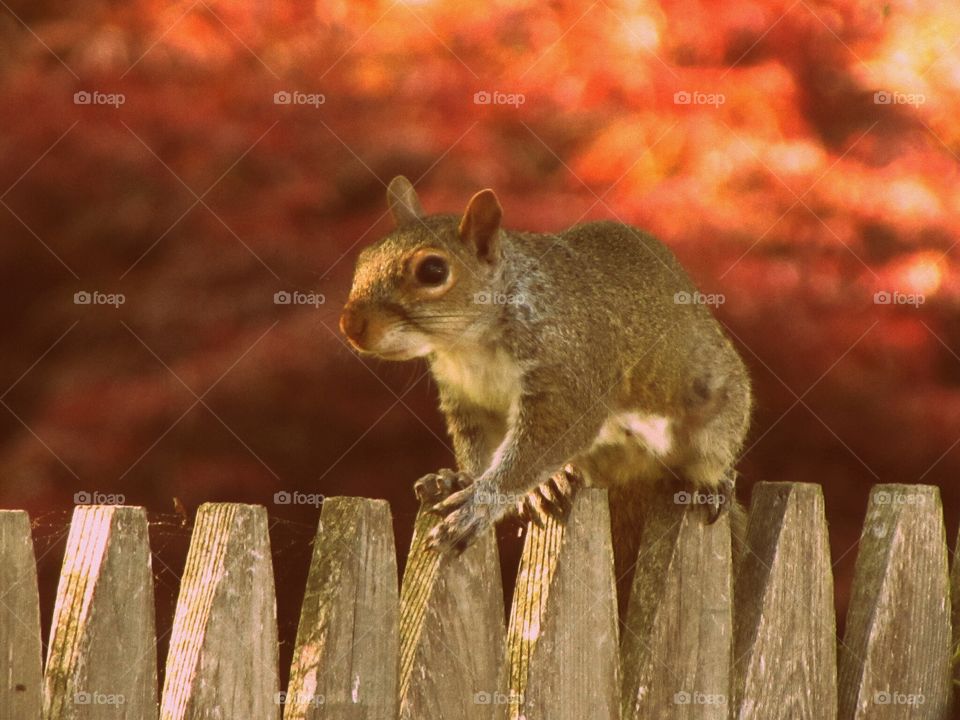 Mammal, Tree, No Person, Wood, Outdoors