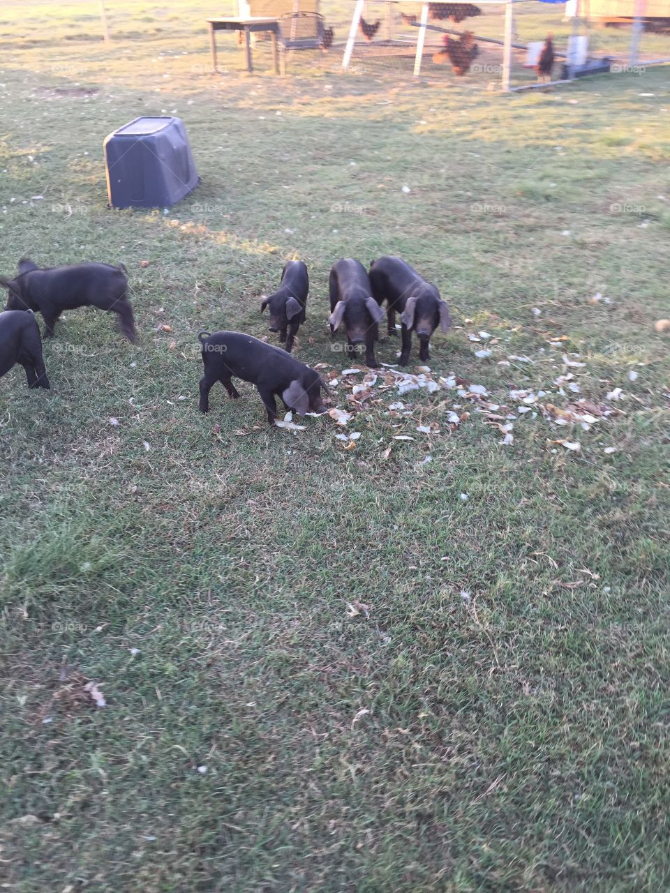 Pigs eating scrapes 
