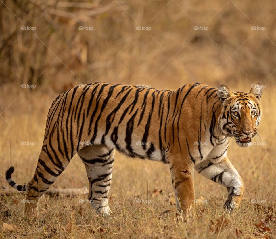 The ELUSIVE 4-MARK WALI from TIPESHWAR