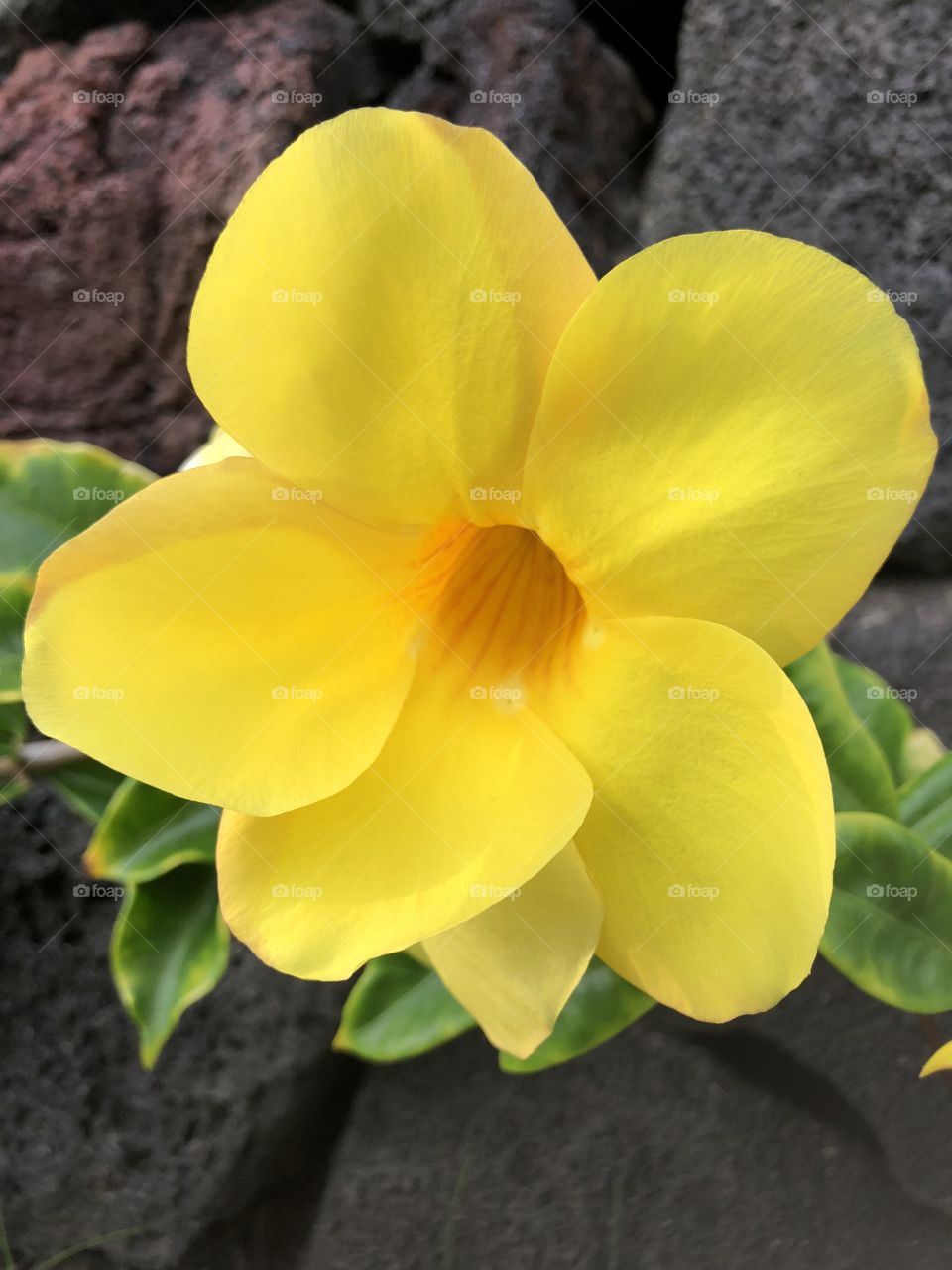 Tropical yellow flower