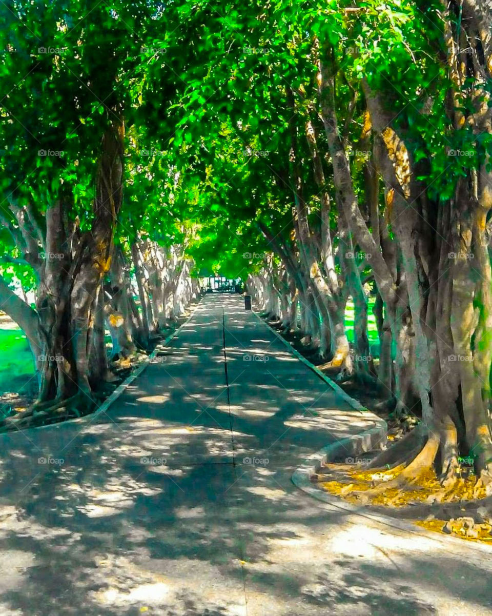 green trees path