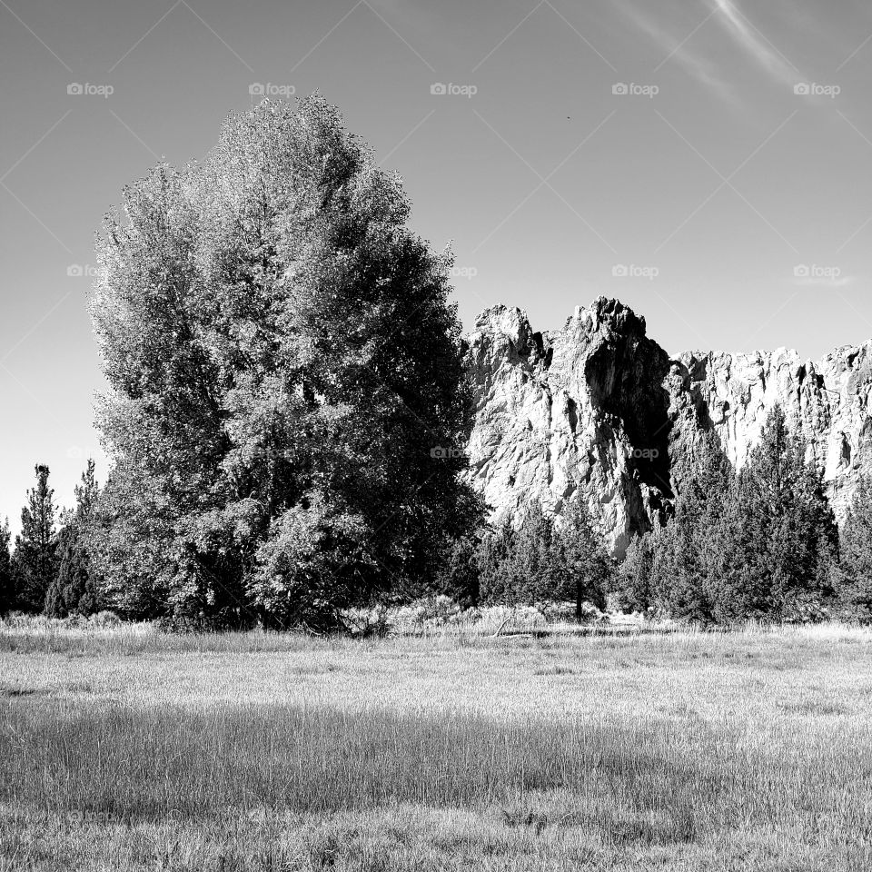 A towering full tree in a field with the incredible rugged Smith Rocks in the background in the rural countryside of Central Oregon on beautiful fall day in black and white.