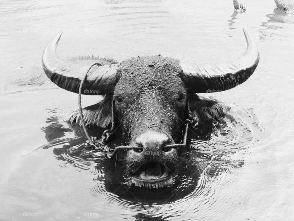 action movements and buffaloes