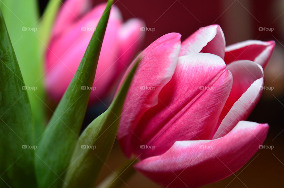 Close-up of pink flower