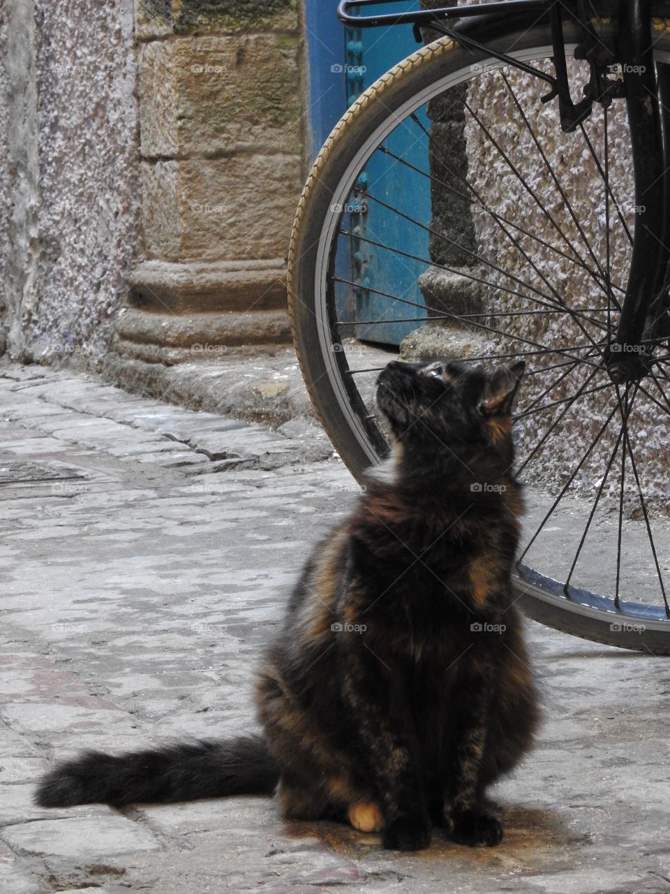 Cat by bike