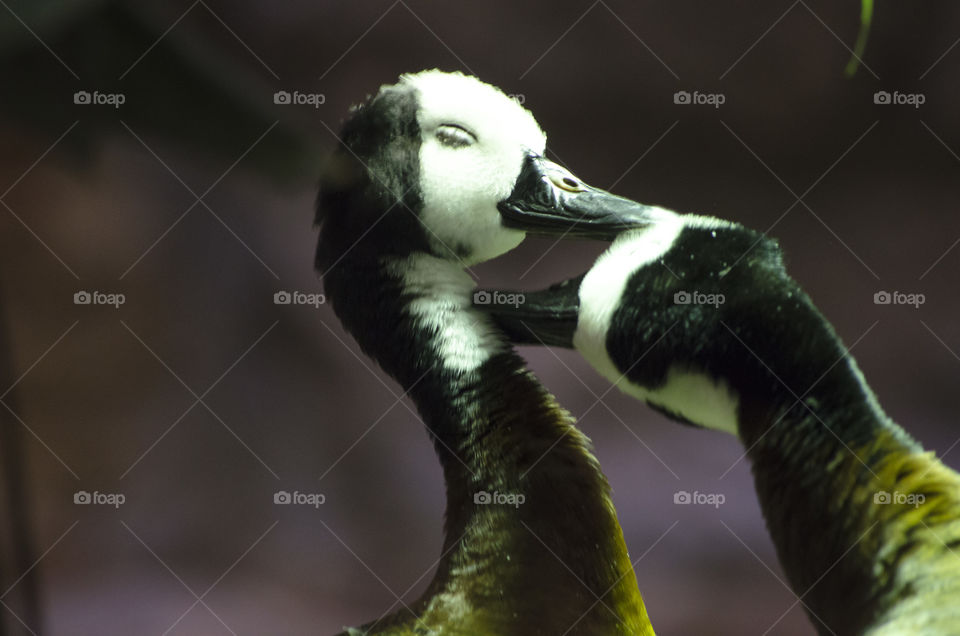 Close-up of duck mating