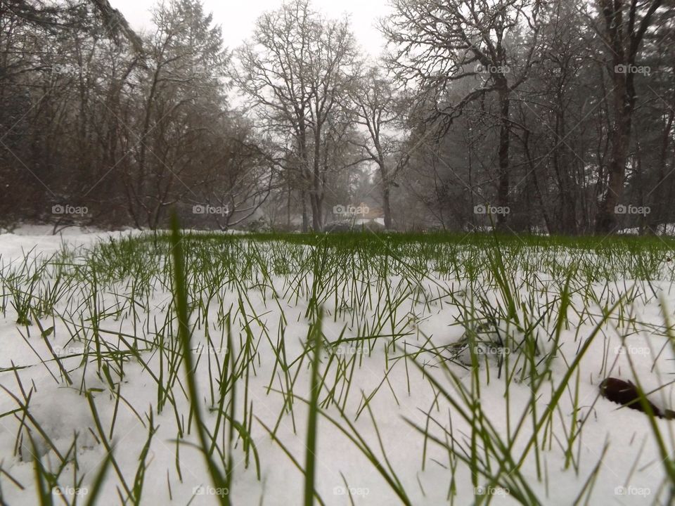 Grass on snow