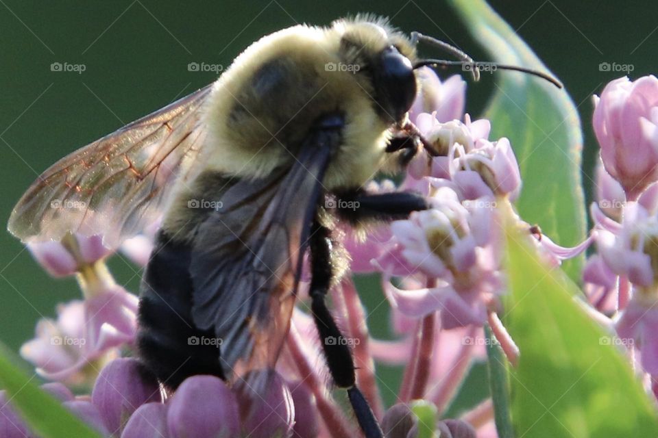 Bumble bee in the spring on pink flower