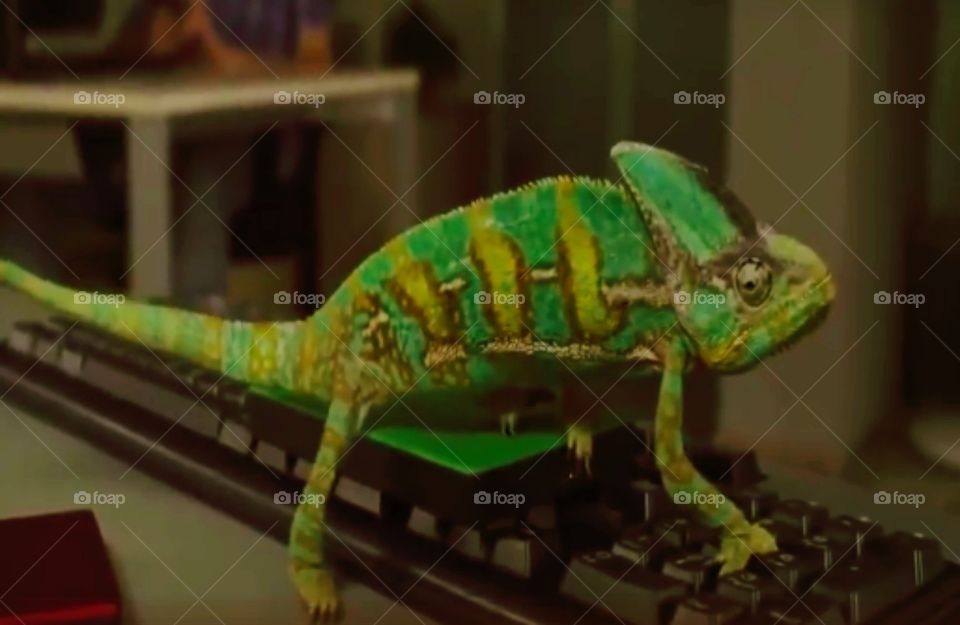 CHAMELEON TRANSITION #3