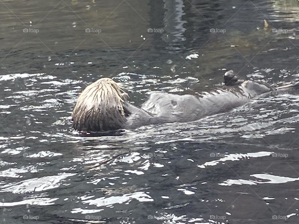Sea otter having a snack