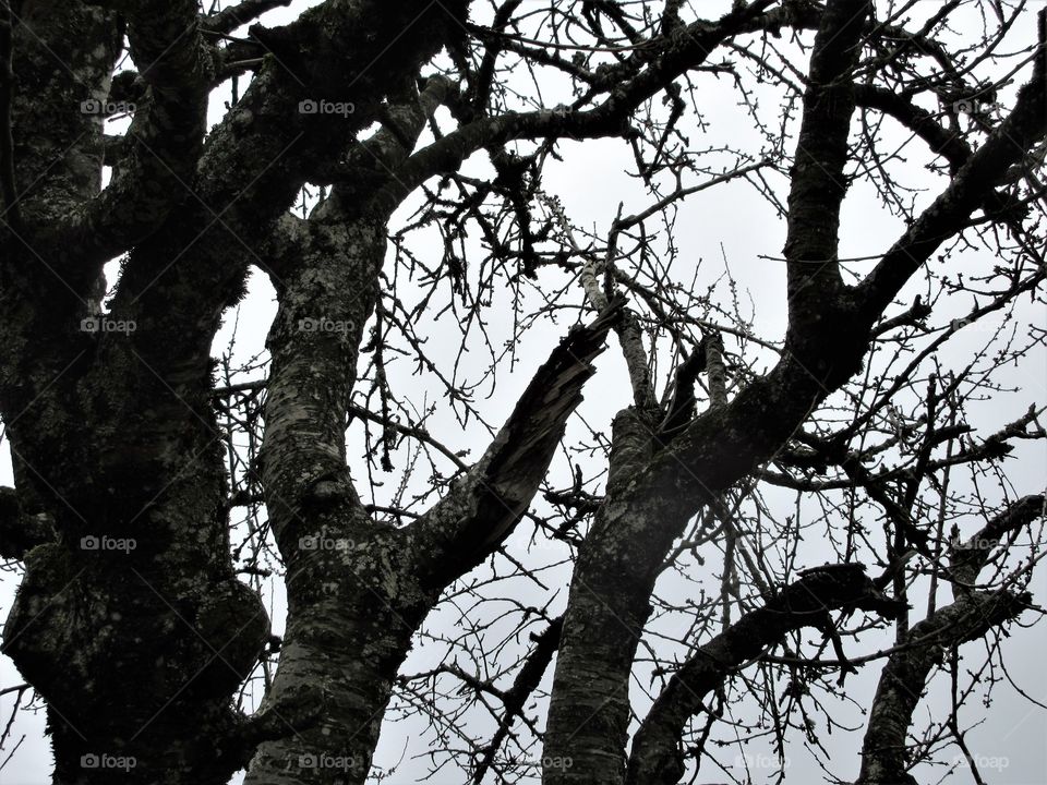 in gnarled branches
