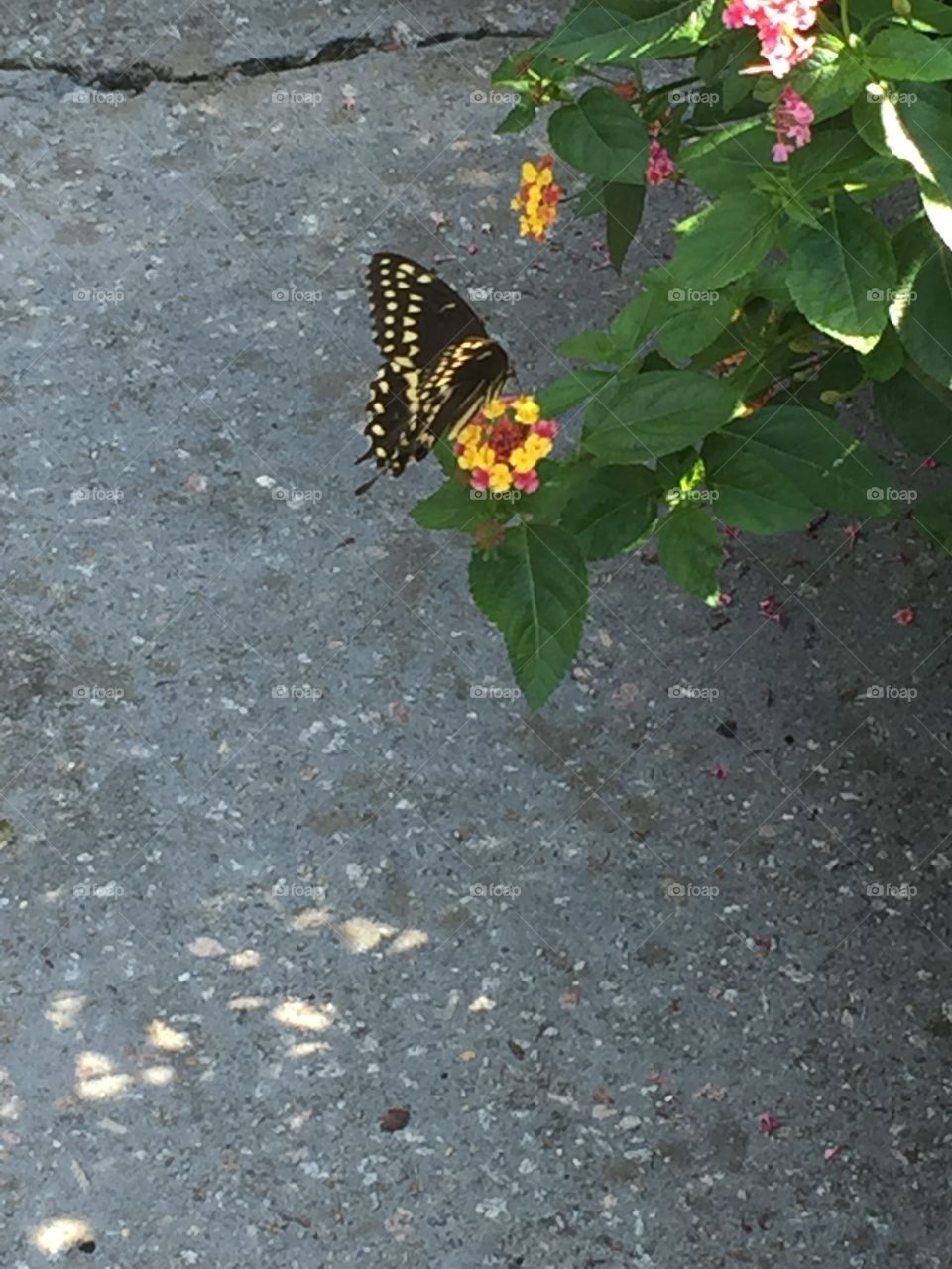Butterfly at work.
