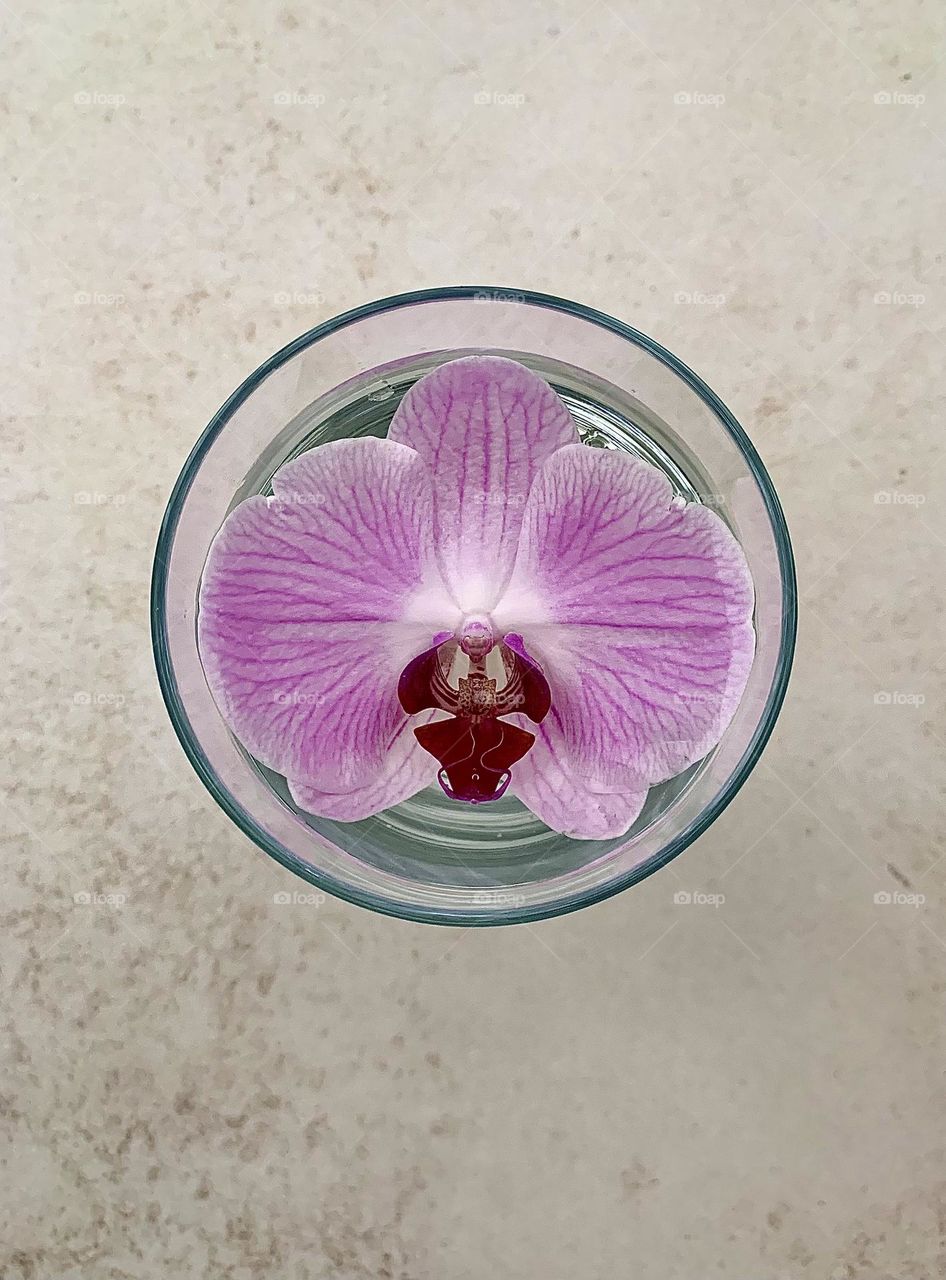 Floating orchid 🌸