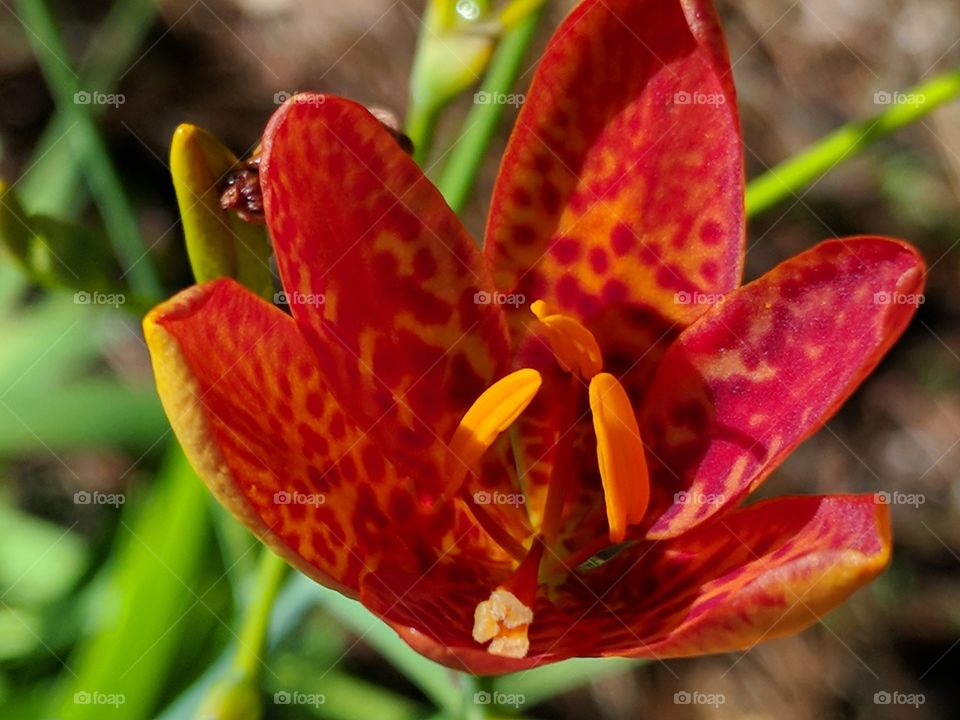 orange flower