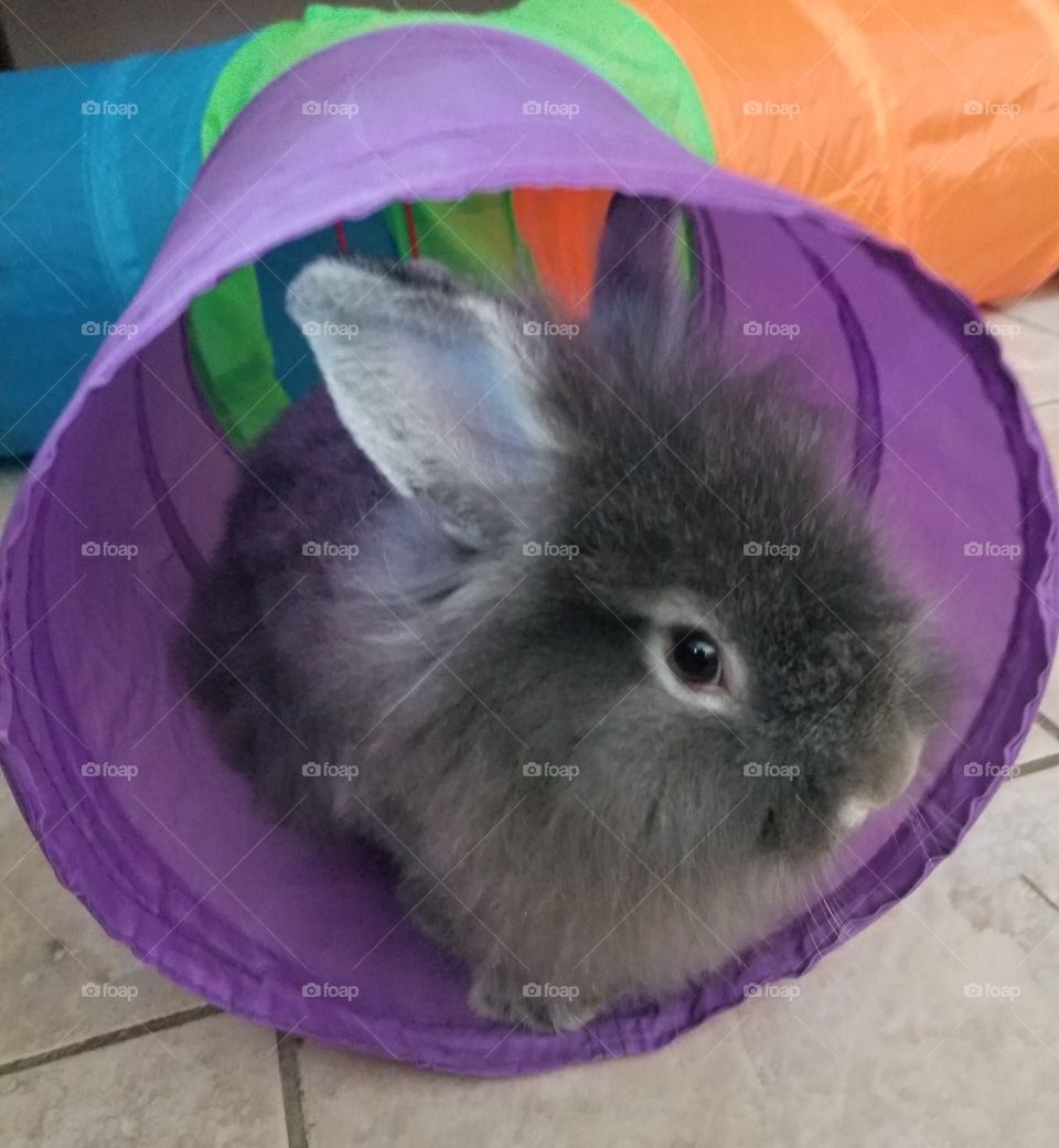 Tunnel of fluff