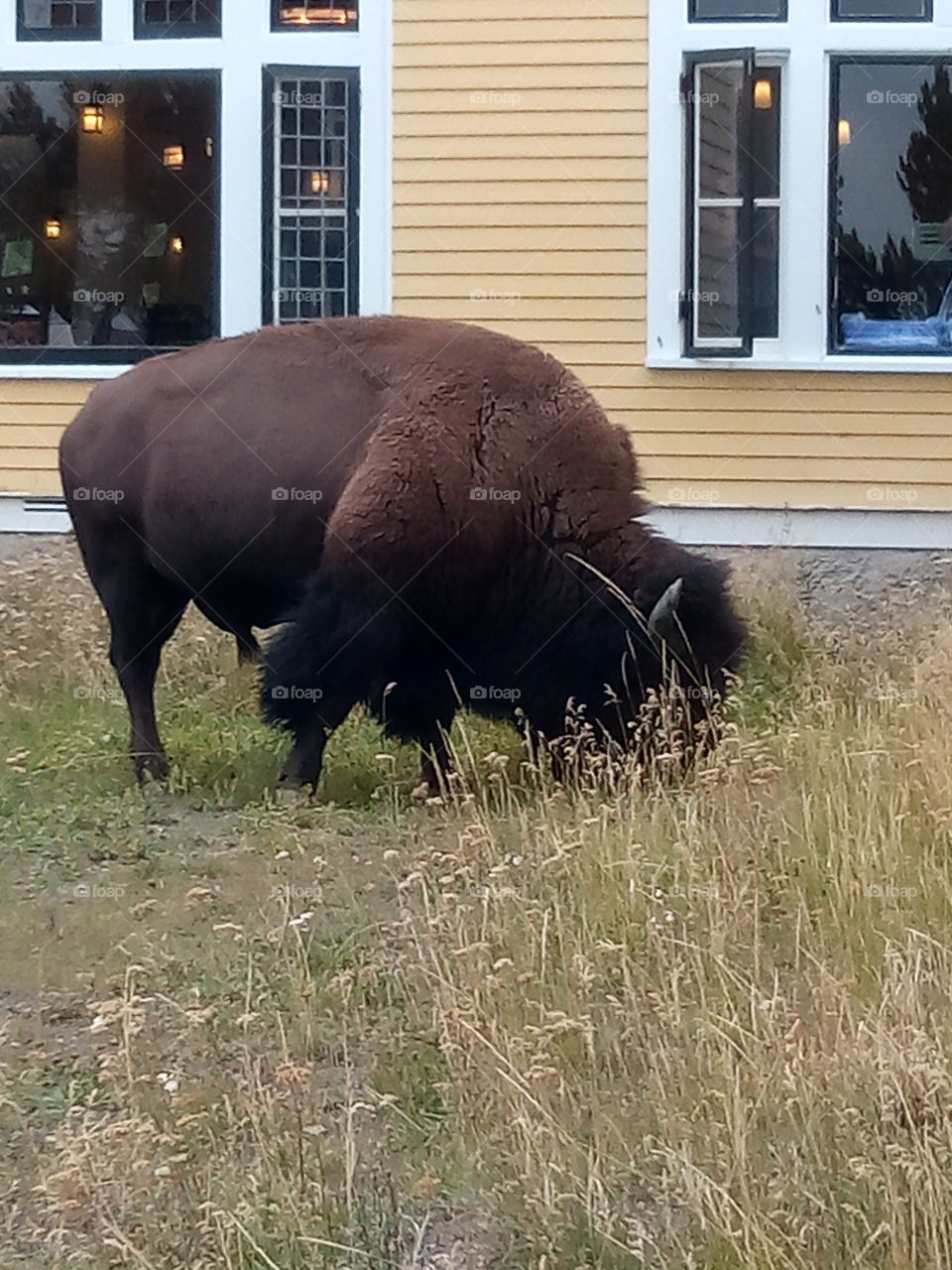buffalo roaming free. lake hotel. Yellowstone National Park