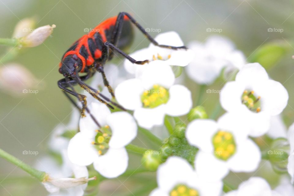 Red bug pollinating on white flower