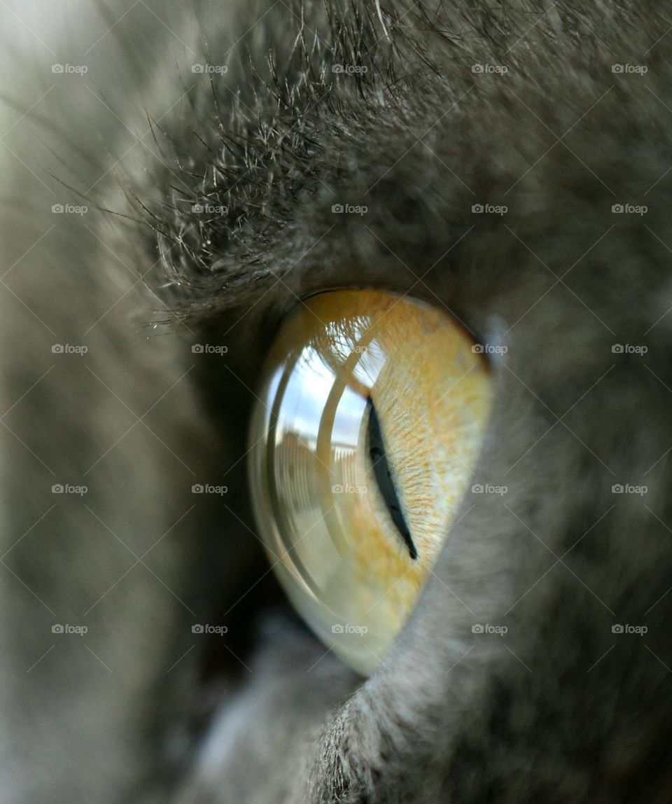macro of cat's eye looking through the window