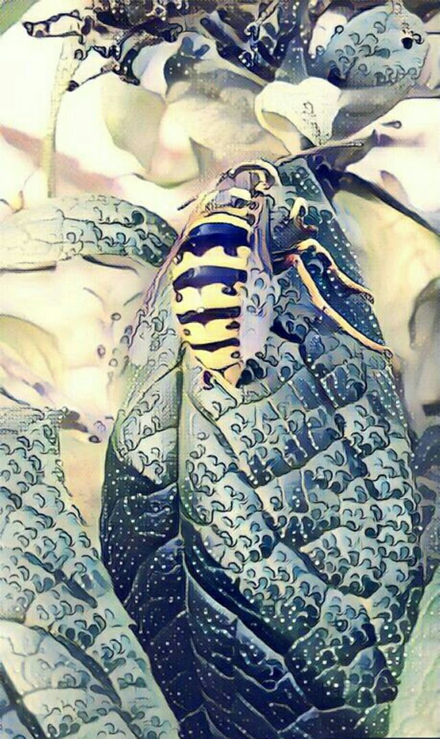 insect