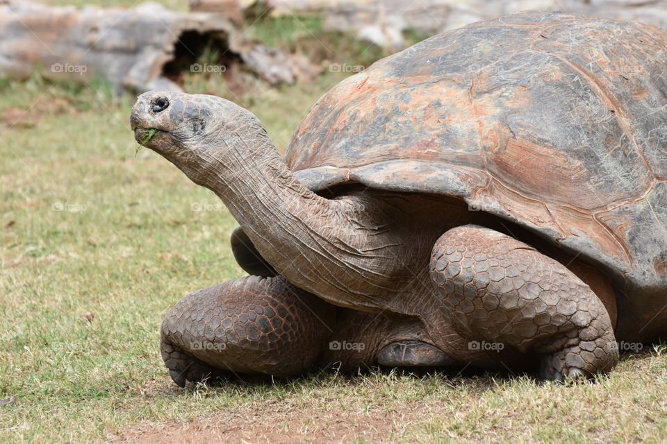 Close-up of turtle on grass