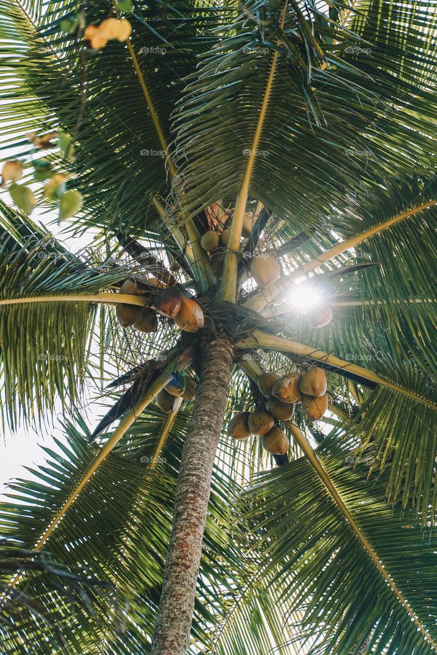 Sun rays Peeping through the coconut tree