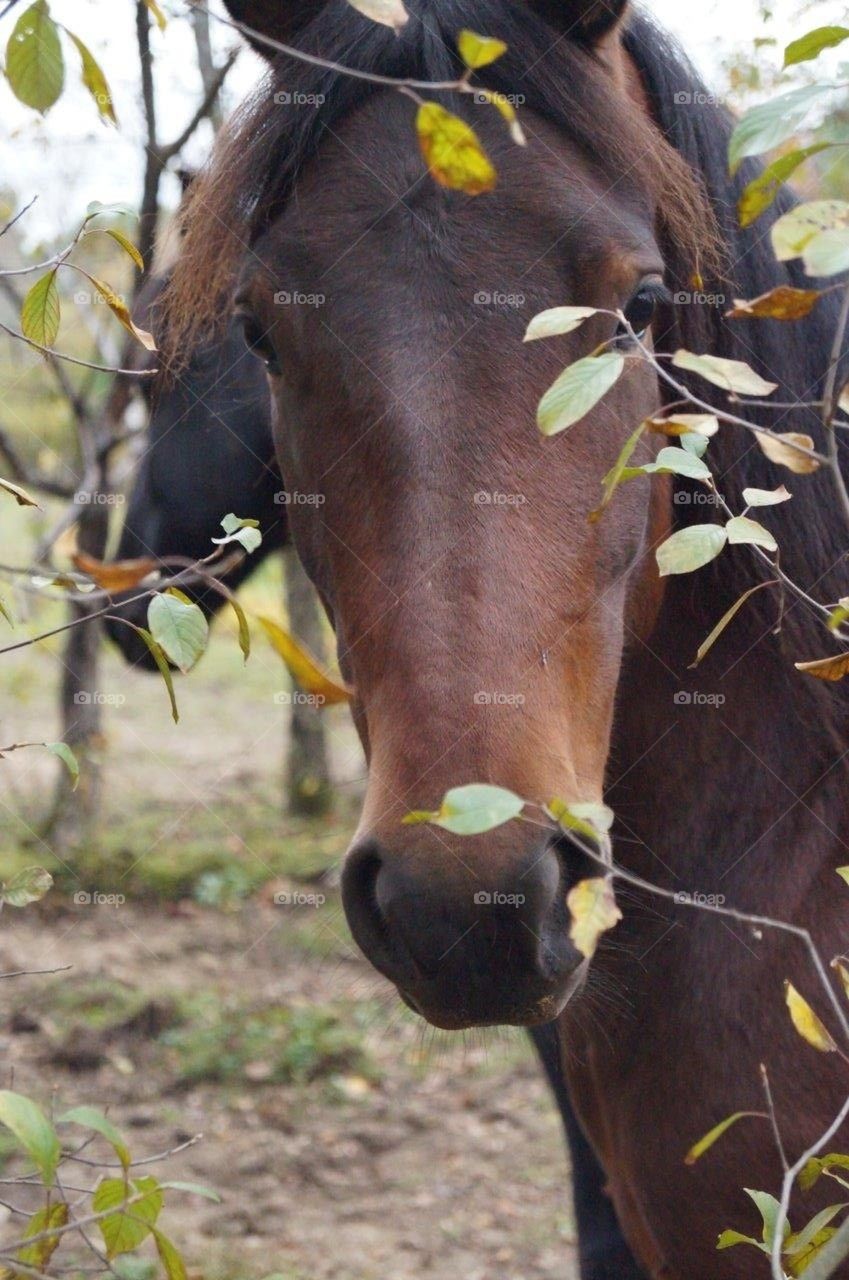 Horse Leaves