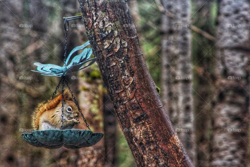 Squirrel swinging in the bird feeder eating sunflower seeds.