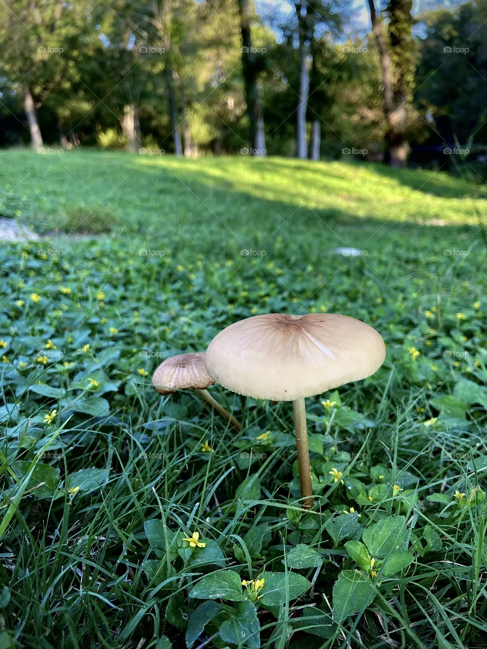 Mushrooms 
