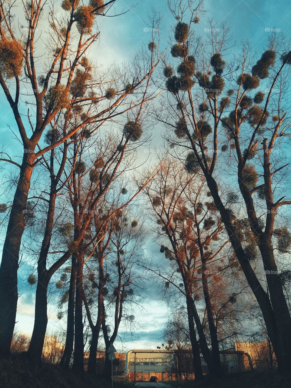 Amazing trees spring is coming