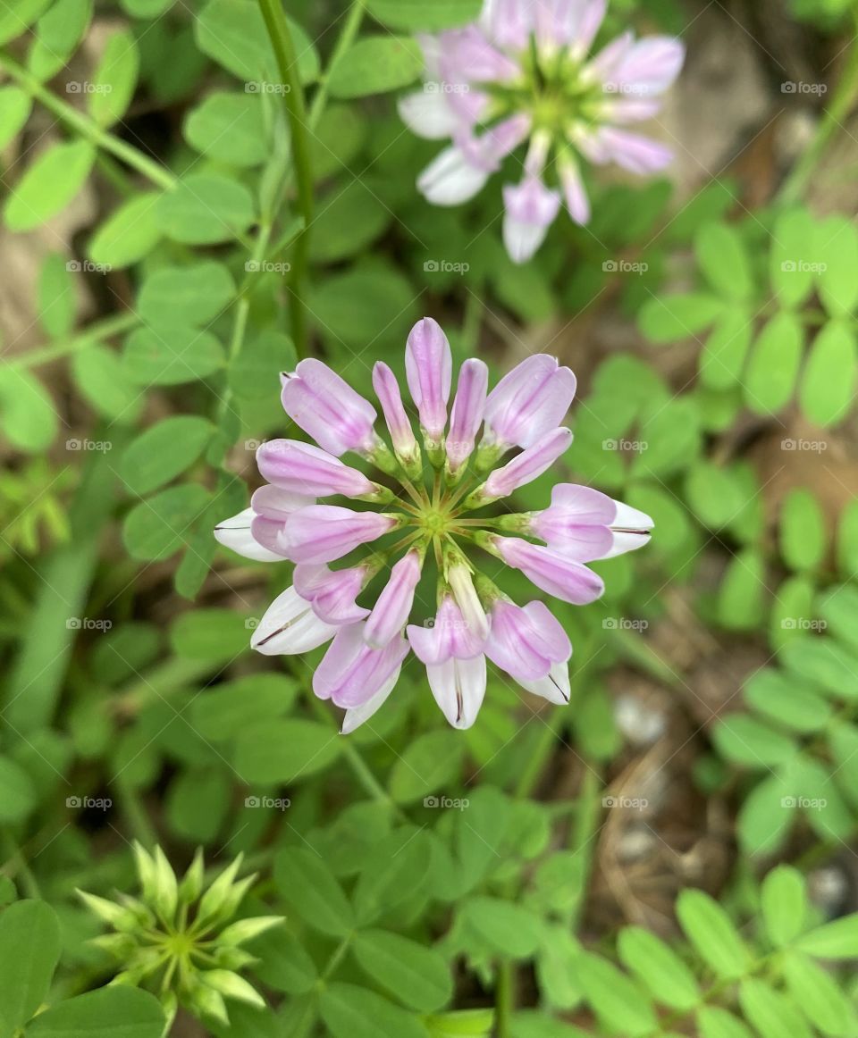 Clover Bloom