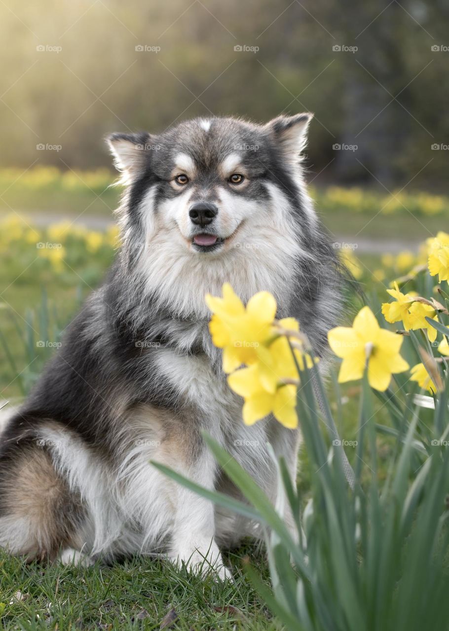 Portrait of a young Finnish Lapphund dog among spring flowers 