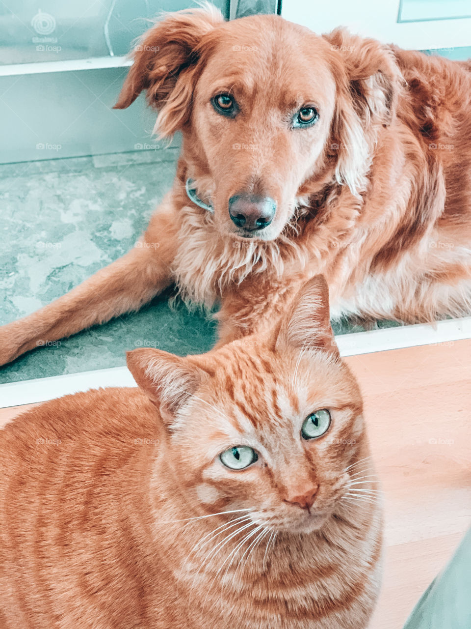 Cat and dog looking at camera on indoor 