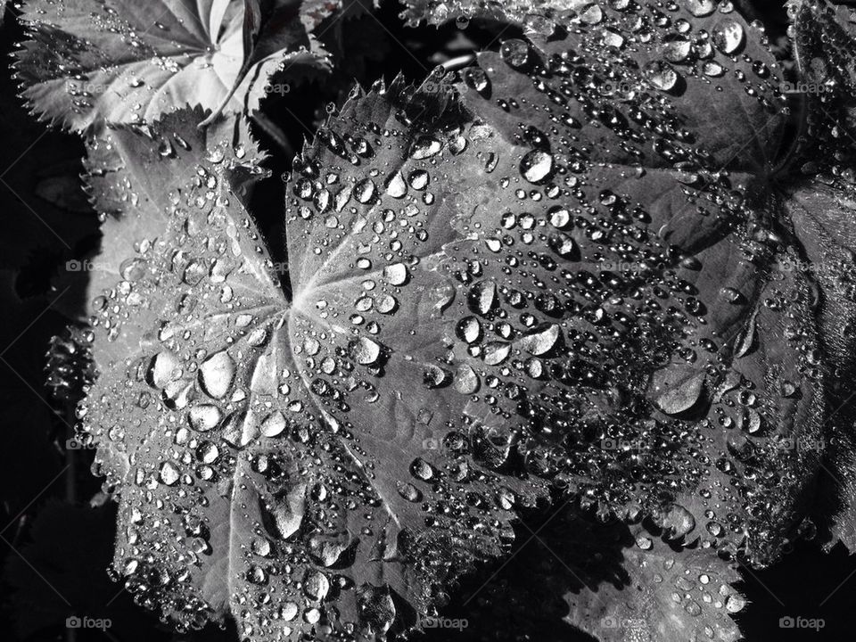 Rain on a leaf