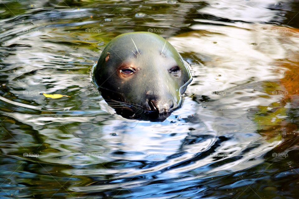 Seal. A cute seal in the water