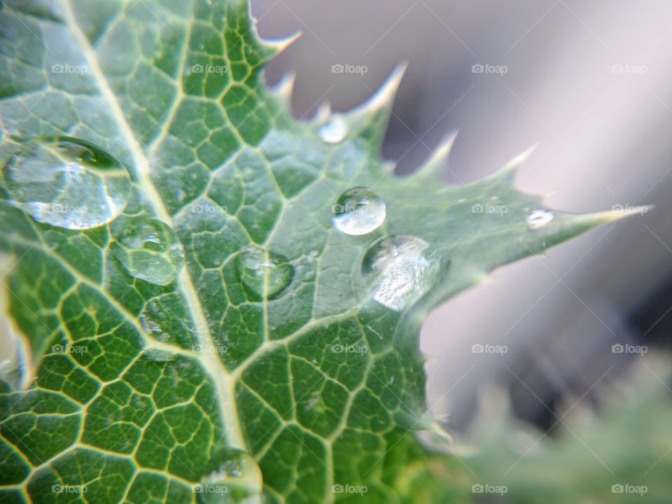 raindrops on green leaf